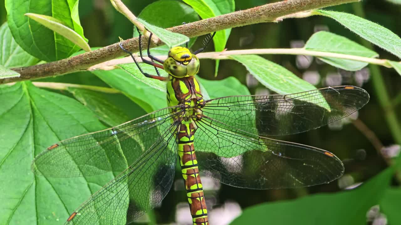 Static close-up of a dragonfly resting on a branch, showing its wings and body in detail. Leaves move gently in the background during the shot