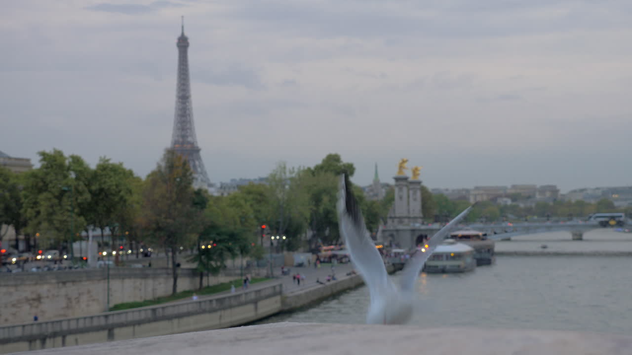 Paris cityscape with waterfront Eiffel Tower and flying gull