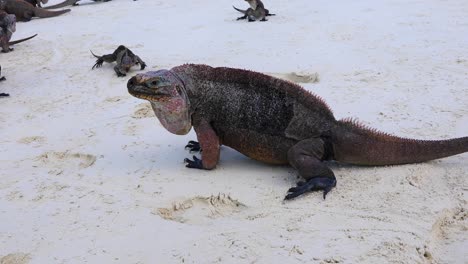 video estático de iguanas de roca de las bahamas en una isla en exuma en las bahamas