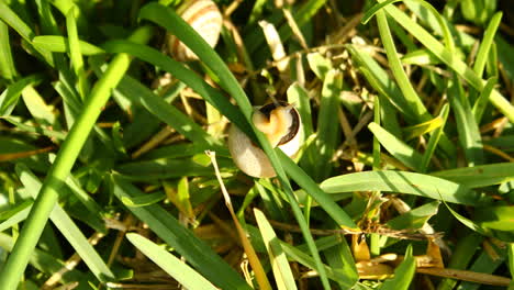 Dies-Ist-Ein-Video-Von-Einer-Schnecke,-Die-Am-Frühen-Morgen-Durch-Das-Gras-Kriecht