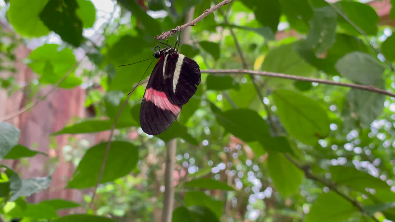 primer plano de una mariposa colgando de una rama, alas negras y naranjas