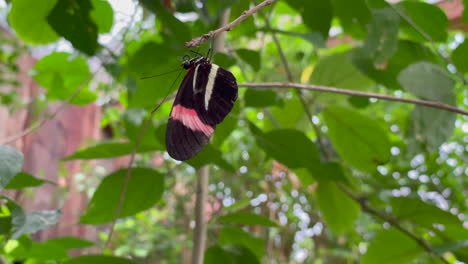 Close-up-shot-of-a-butterfly-hanging-from-a-branch,-black-and-orange-wings