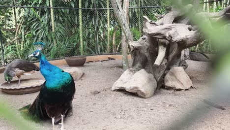 pavos reales en un recinto del zoológico