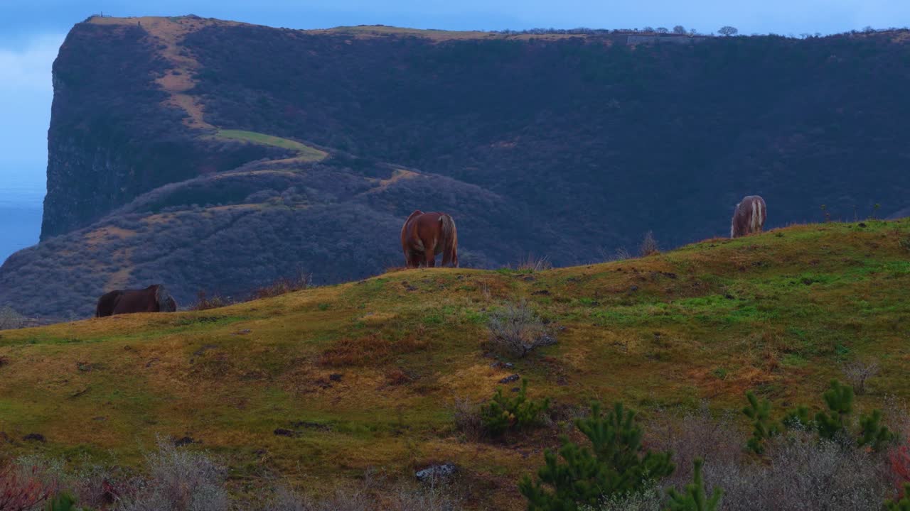 Winter over Oki Islands, Kuniga Coast and Wild Horses of Japan
