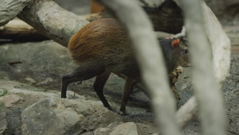 amazing brazilian agouti walks under the cones of a large tree.