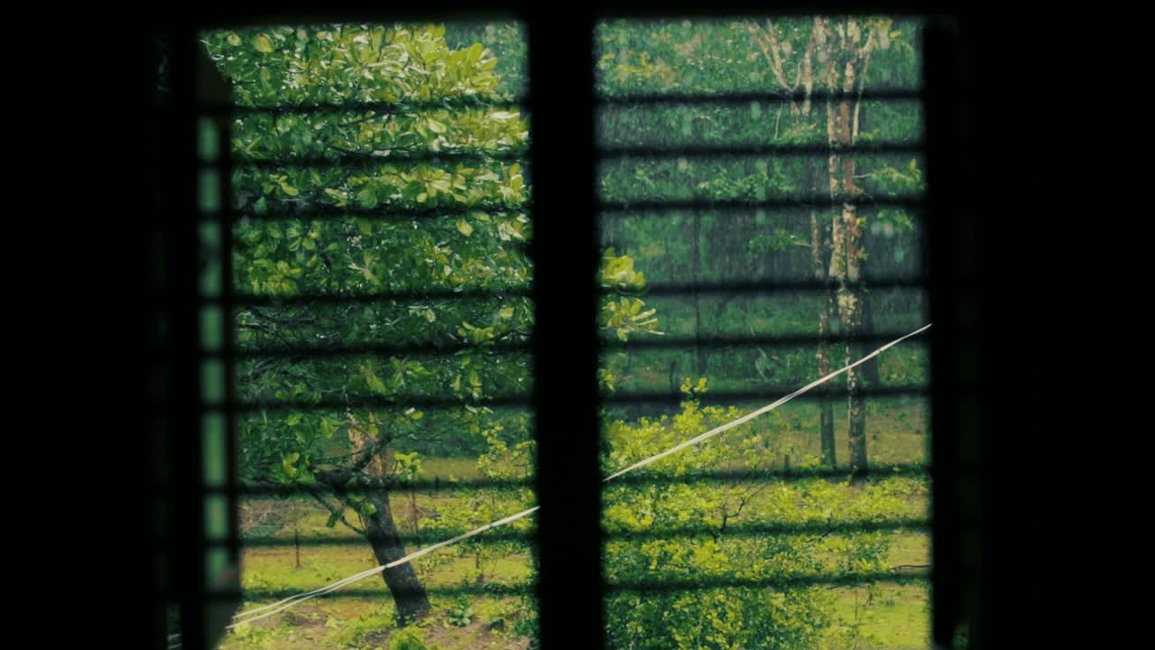 Framed view of vegetation on rainy day. Static, shallow focus