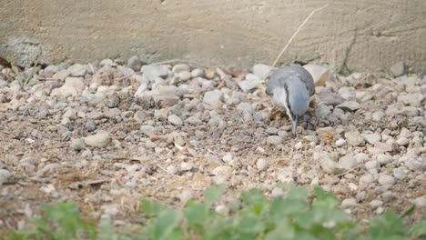 Eurasian-nuthatch-search-for-sunflower-on-ground,-slow-motion