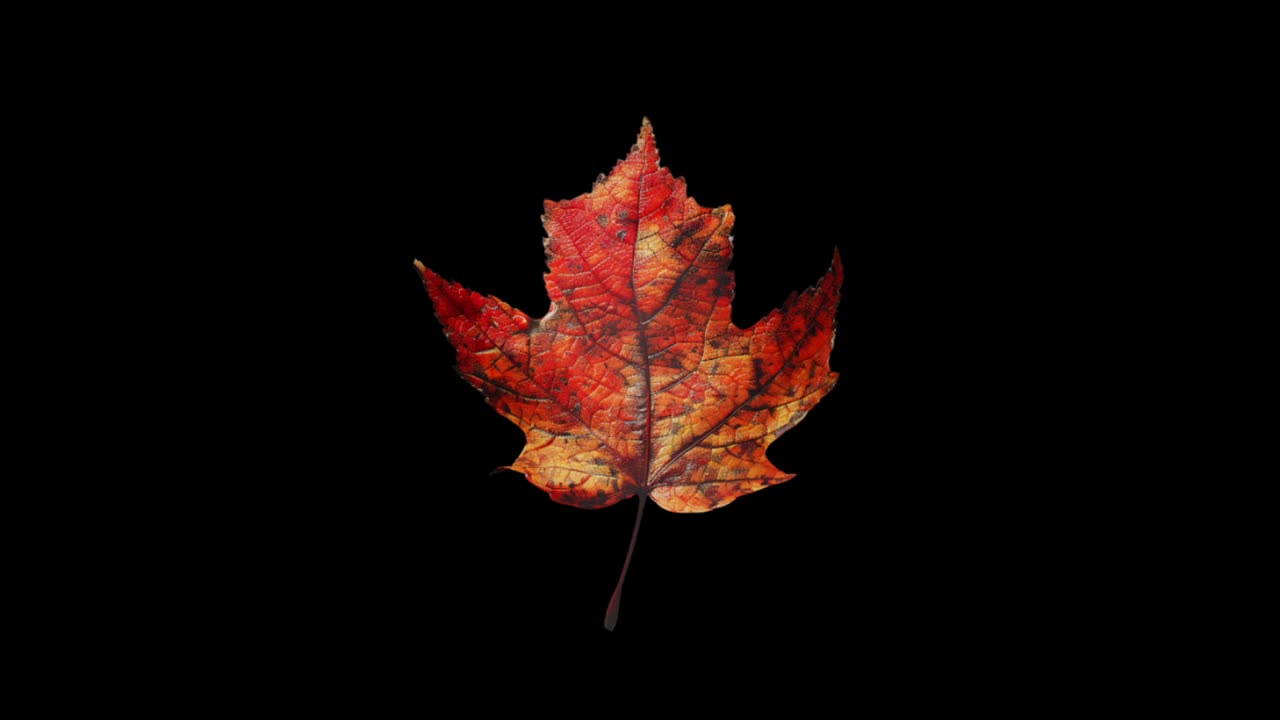 A single, realistic dry autumn maple leaf rotates in a seamless loop. Isolated on a black background with alpha channel for easy compositing. Seasonal, nature, or educational concept