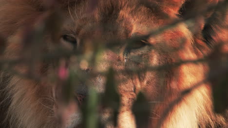 gran león macho en el zoológico descansando a la luz del sol, parcialmente oculto por ramas