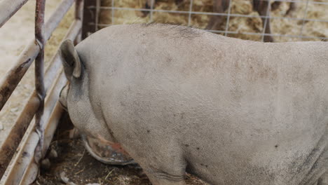 A-farmer-strokes-his-huge-gray-boar.