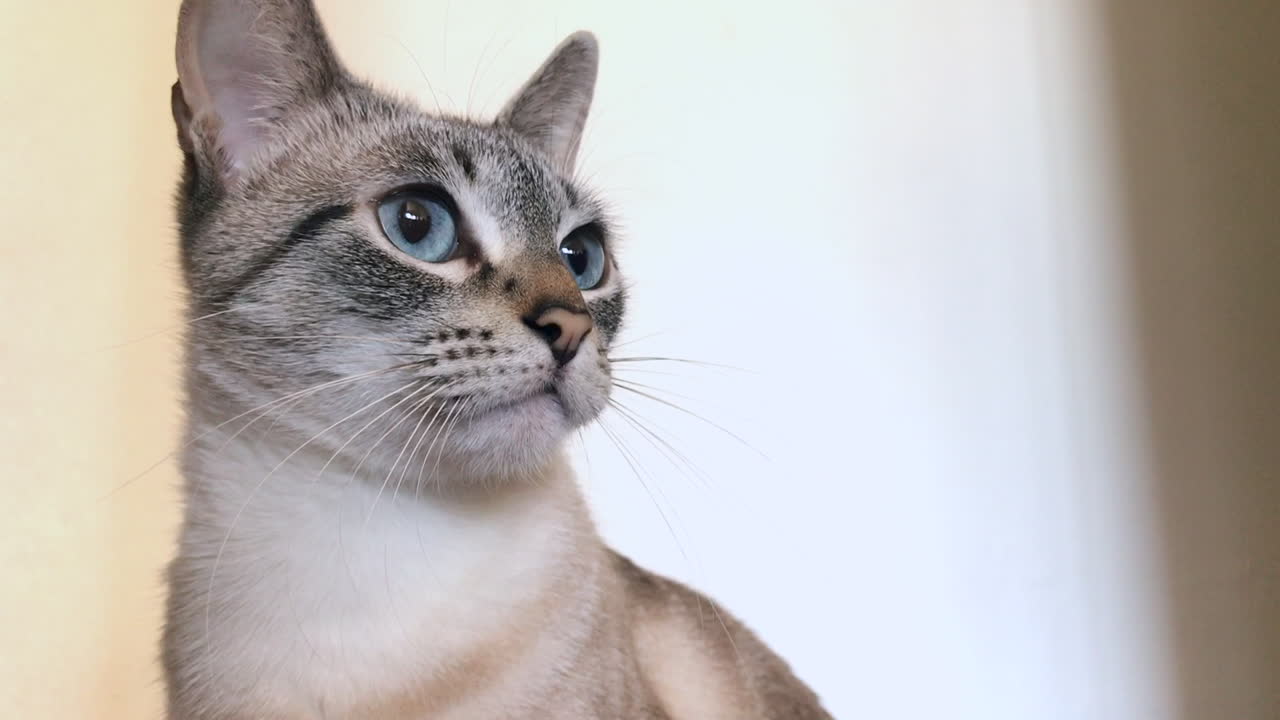 Gatto con gli occhi azzurri