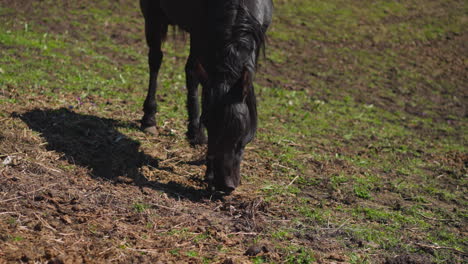 caballo negro con melena larga huele la suciedad pastando en el pasto