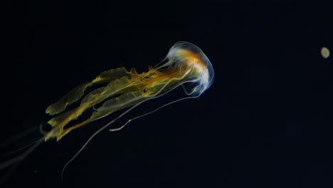 a mesmerizing jellyfish gracefully moves through the dark ocean, showcasing its delicate tentacles and translucent body.