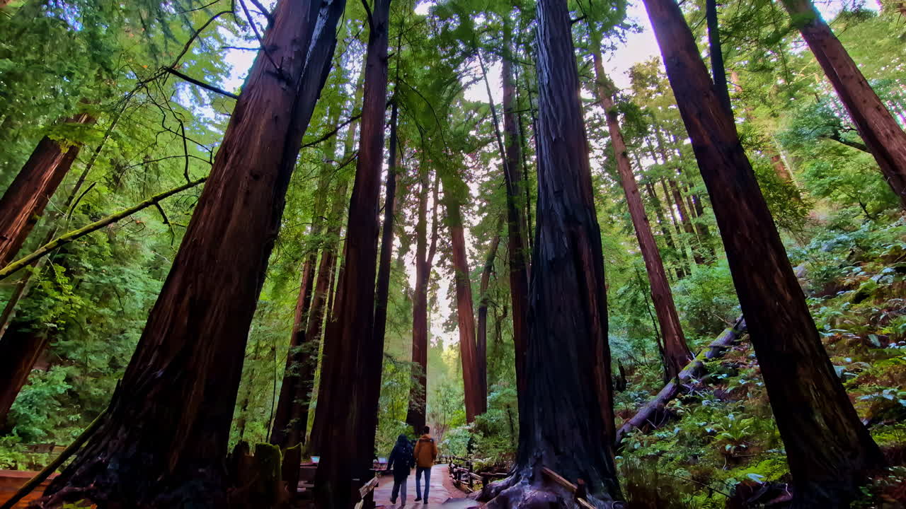 Coppia su sentiero che cammina tra imponenti sequoie secolari nel Muir Woods National Monument, Mill Valley, California, USA.