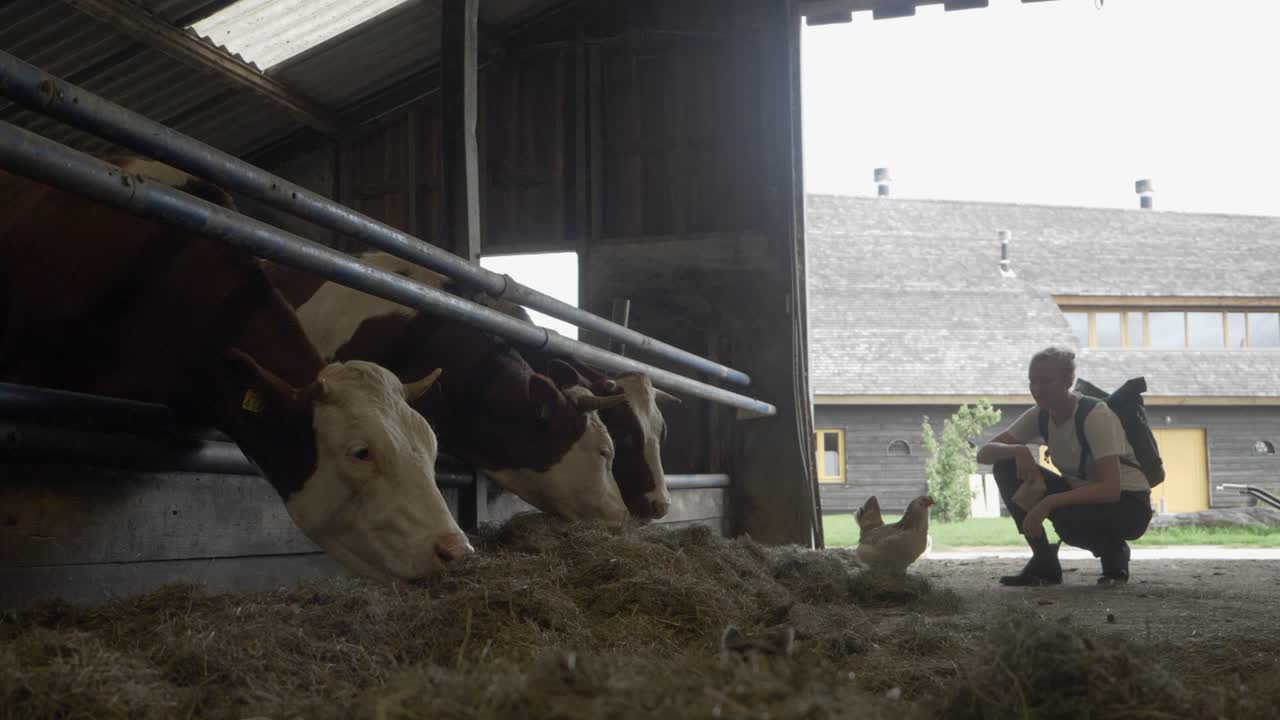 Giovane donna che osserva mucche che pascolano sul fieno in una fattoria lattiero-casearia biologica
