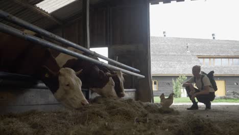 mujer joven observando vacas pastando en heno en una granja lechera orgánica.