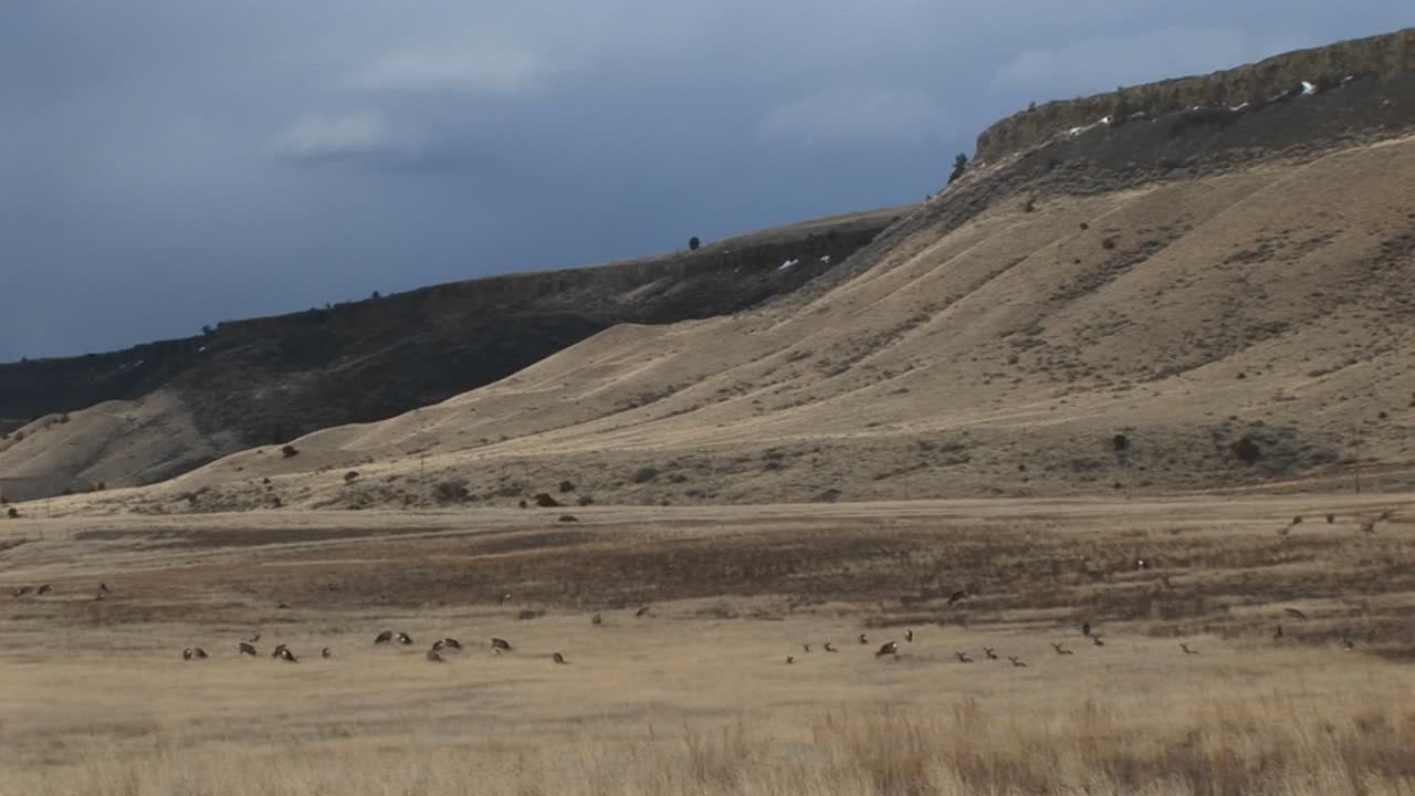 травянистый осенний луг ведет в предгорья