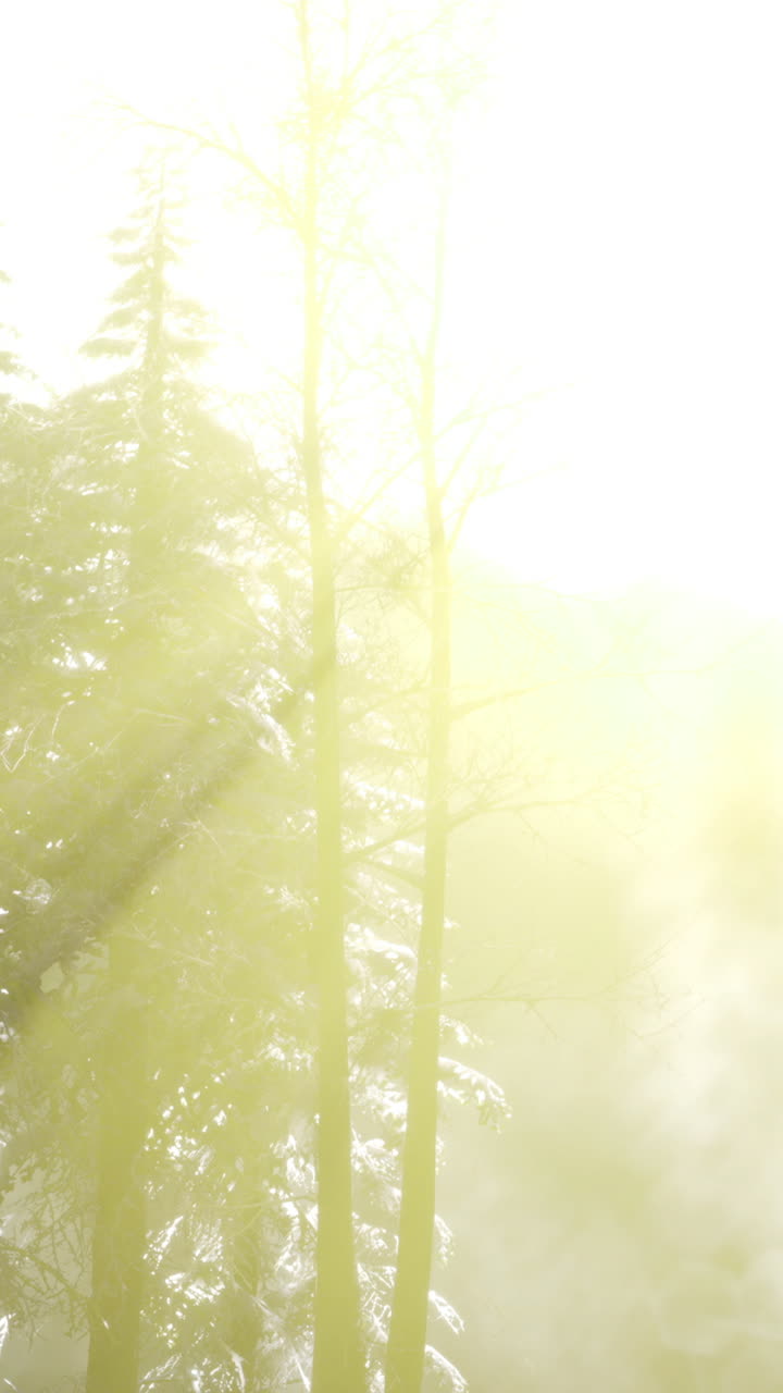 Winter sunlight illuminates snowy trees in a mountain landscape