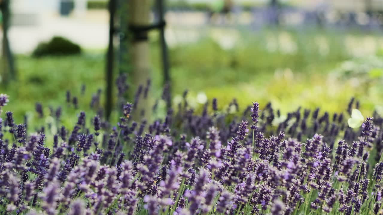 Farfalla che vola sopra fiori viola