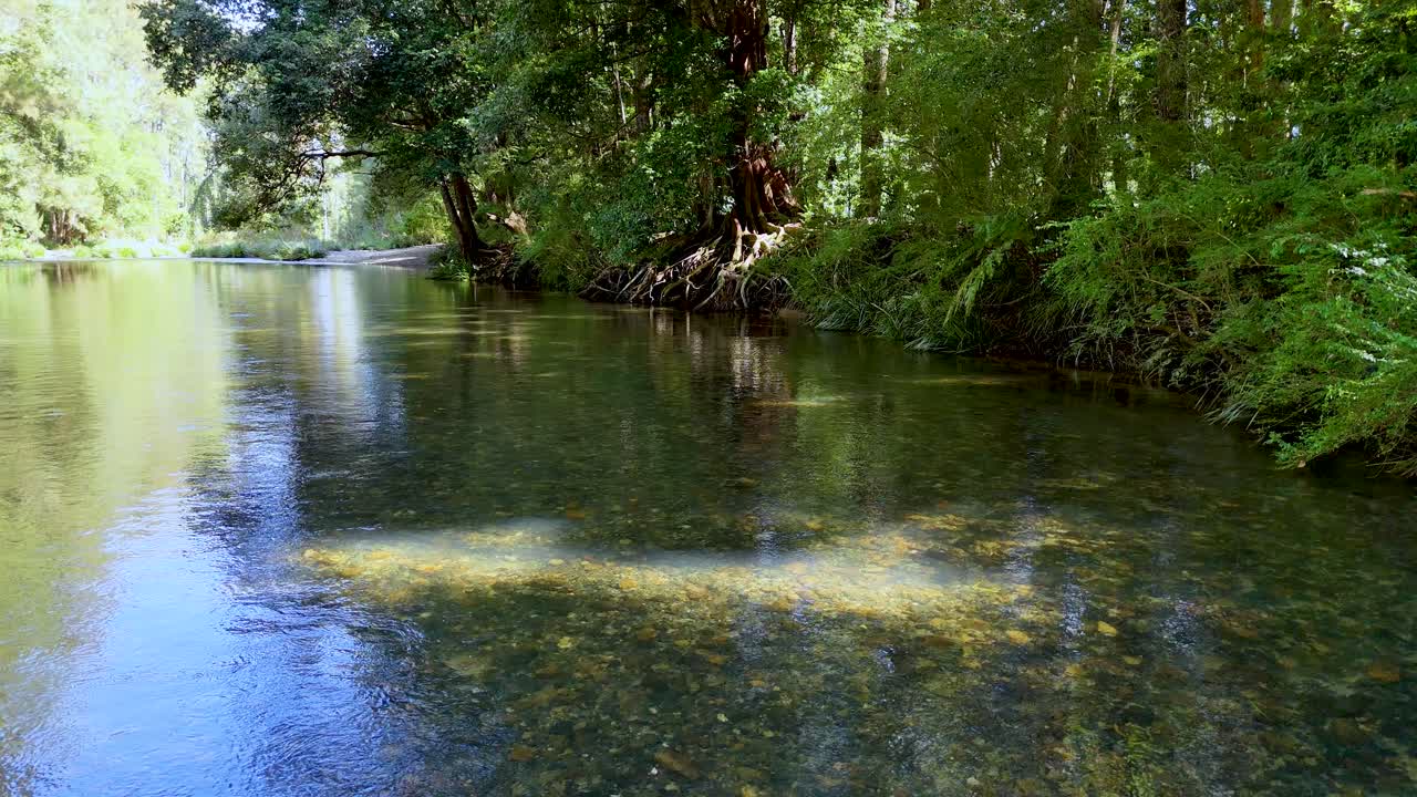 Clear, shallow creek flows through lush green forest with rocks and trees in bright daylight