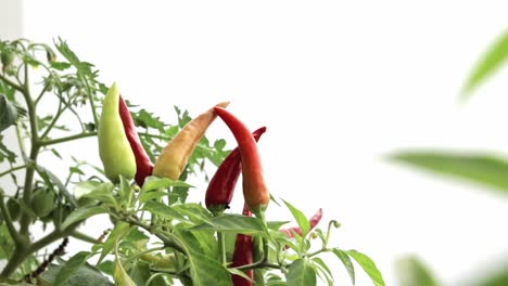 incline hacia abajo los chiles de cosecha propia, primer plano