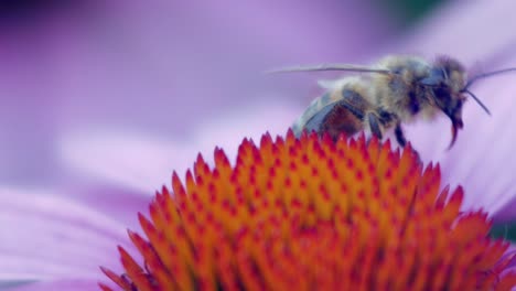 Abeja-Melífera-Recolecta-Polen-De-Una-Flor-De-Cono-Púrpura-Y-Naranja