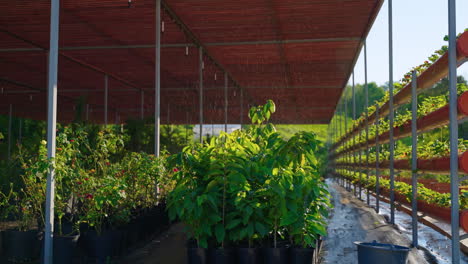 plant nursery under a greenhouse