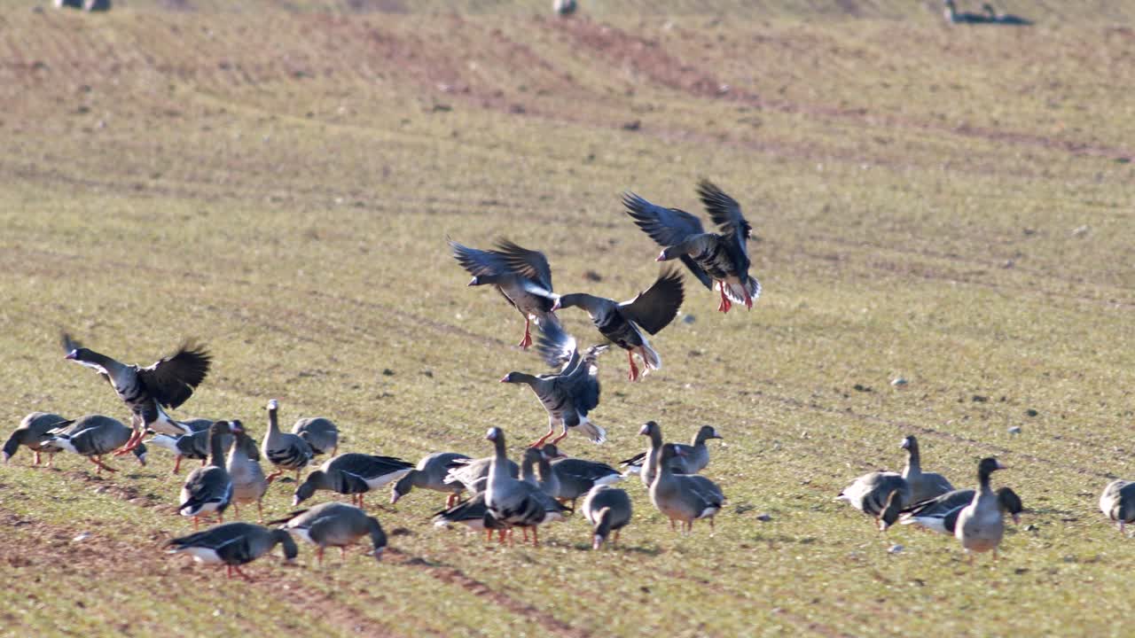 una gran bandada de gansos albifrones de frente blanca en el campo de trigo de invierno durante la migración de primavera