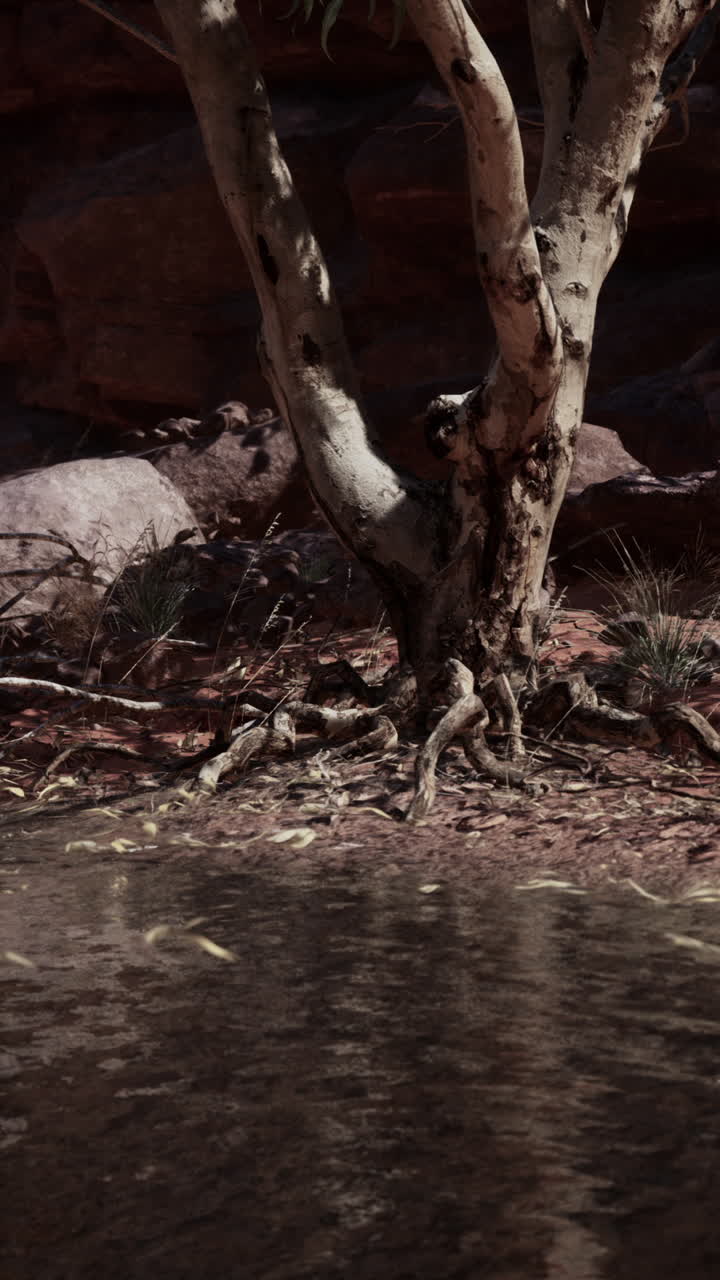 árbol del desierto por un arroyo
