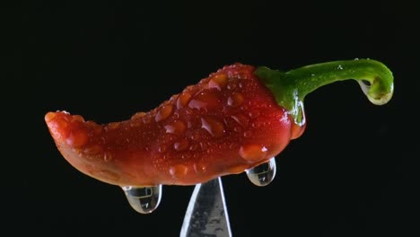 bangladeshi culinary magic: capsicum annuum red chili pepper in rain as a companion