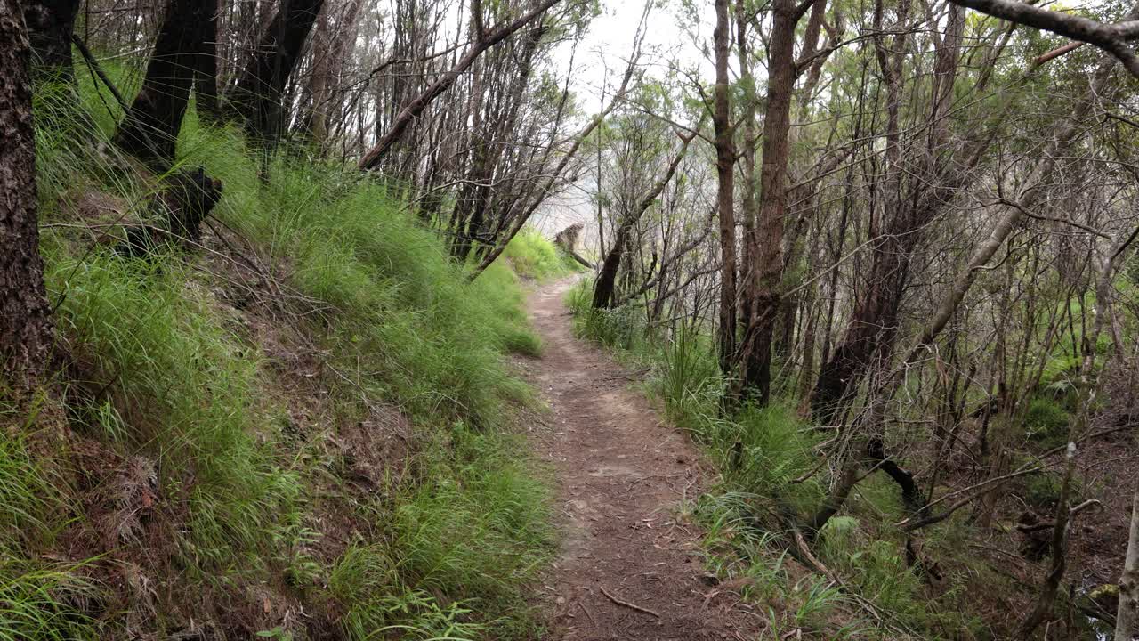 Handheld Footage along the Dave's Creek Circuit walk in Lamington National Park, Gold Coast Hinterland, Australia