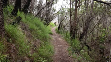 Handheld Footage along the Dave&#039;s Creek Circuit walk in Lamington National Park, Gold Coast Hinterland, Australia