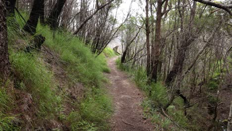 handheld footage along the dave's creek circuit walk in lamington national park, gold coast hinterland, australia