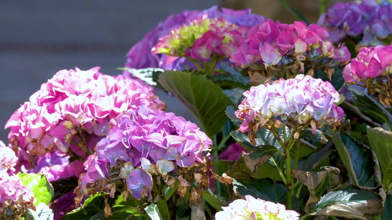 Vibrant Pink and Purple Hydrangea Flowers Blooming in a Sunny Garden