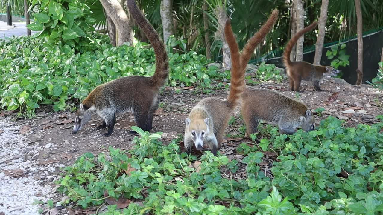 Coatis searching for food near the jungle in Playa del Carmen, Mexico. Coatimundis, are members of the raccoon family.