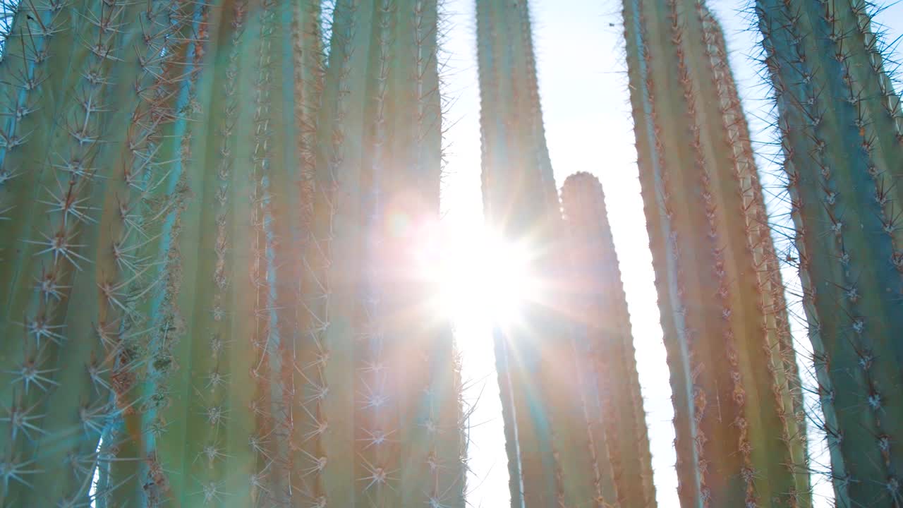카리브해 큐라소의 키 큰 선인장을 통해 빛나는 태양