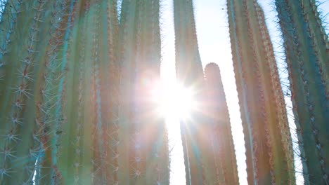 sol brillando a través de altos cactus en curazao, caribe