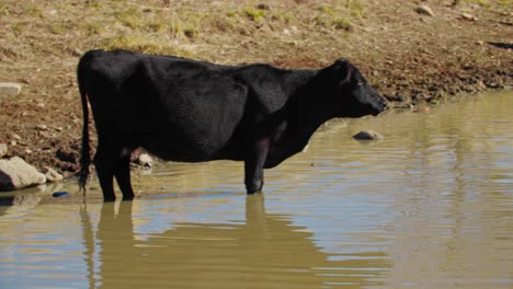 photographer sitting along reservoir photographing cattle ranch