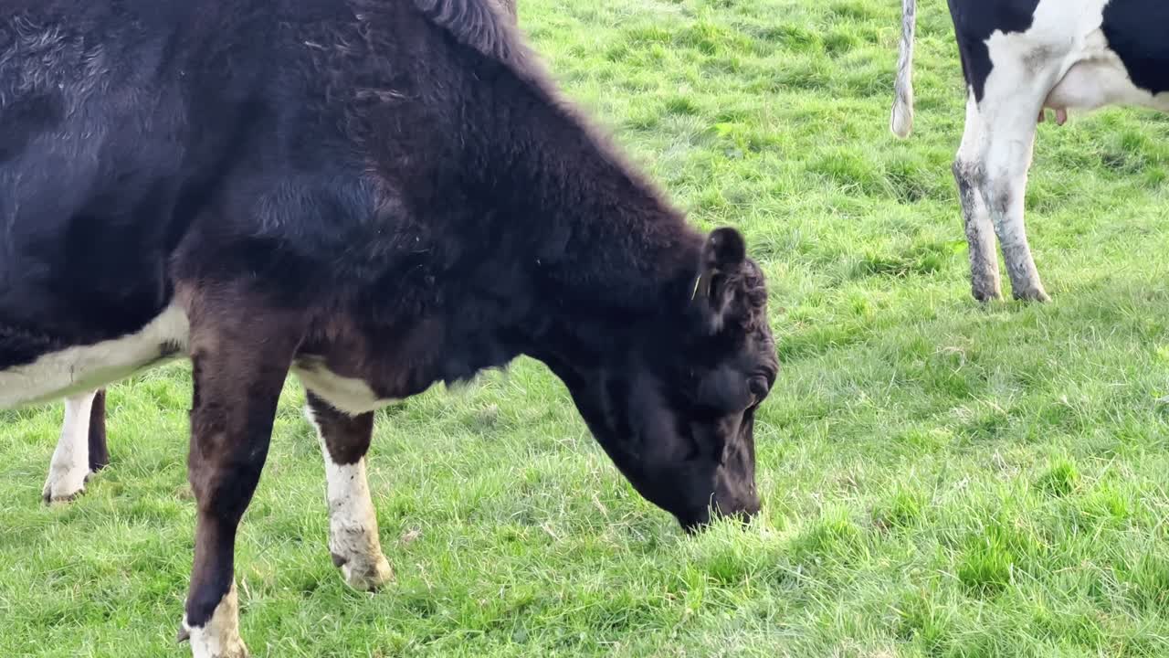 Cow grazing in an open pasture.