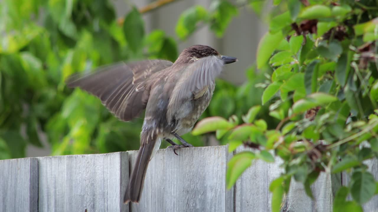 Juvenile Grey Butcherbird Stretching Extending Its Wings Perched On Wooden Fence With Green Leaves In Background, Daytime Maffra, Gippsland, Victoria, Australia