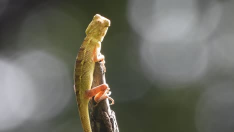 lizard in wind - legs - eyes