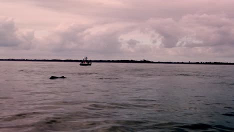 Delfines-Apareándose-En-Charleston-Carolina-Del-Sur