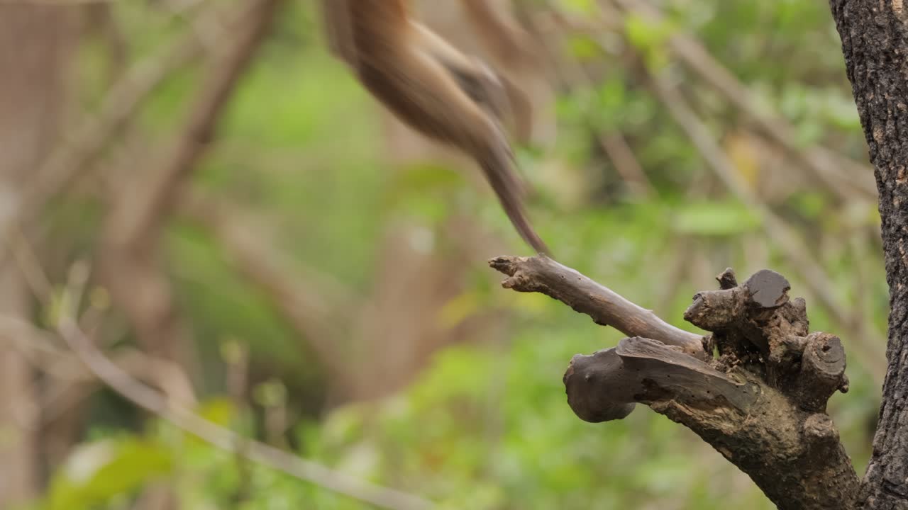 los macacos constituyen un género (macaca) de monos gregarios. los macacos se encuentran en una variedad de hábitats en todo el continente asiático y son altamente adaptables.