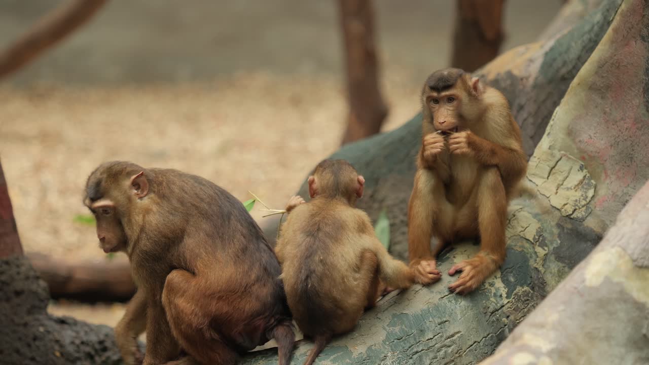 Playful Monkey Group Eating and Interacting on a Rock in Natural Habitat