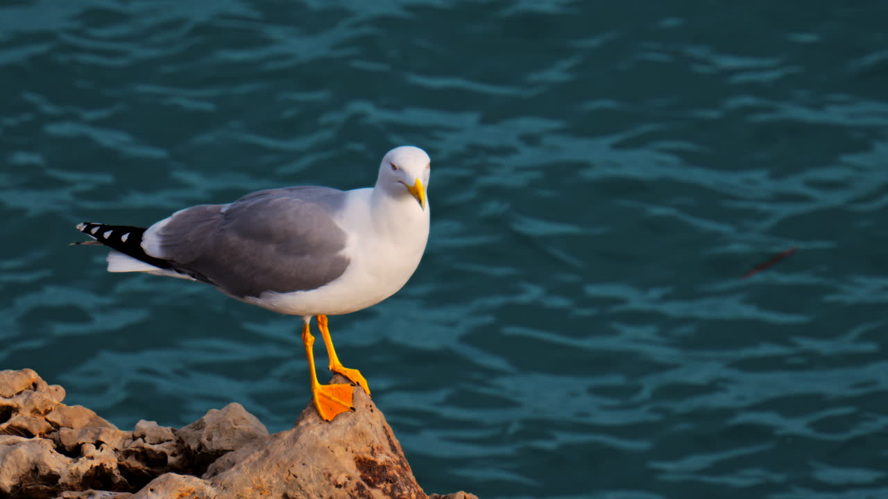 Nahaufnahme einer Möwe, die auf Felsen am Ufer steht
