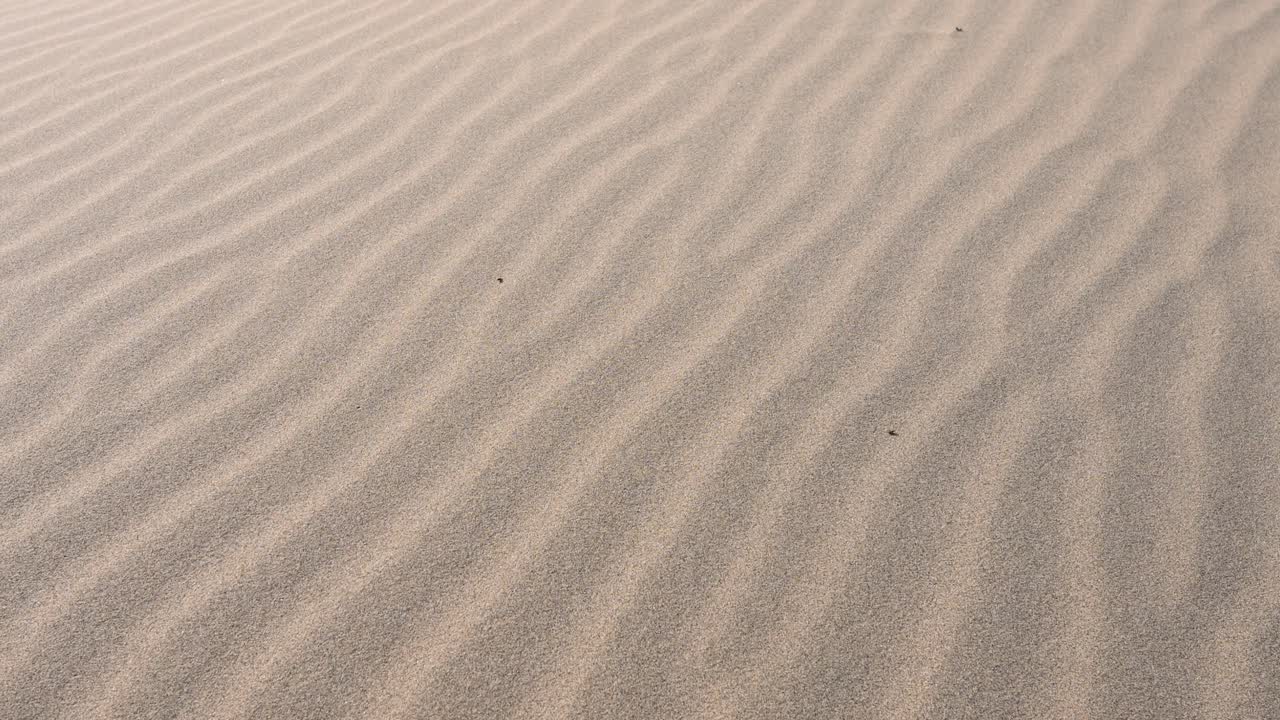 A close-up on patterns sculpted by wind erosion on a Mongolian sand dune. The shot reveals the intricate, flowing texture of the desert floor