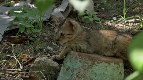 a juvenile neighborhood cat resting in the shade