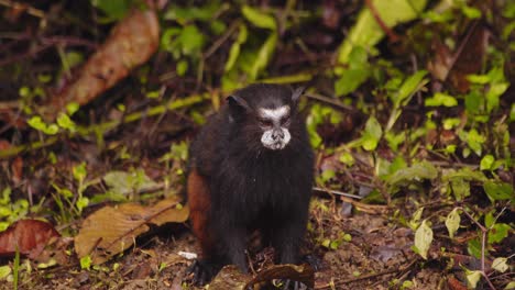 mono tamarin observador y atento mira a su alrededor tratando de buscar una presa y salta hacia atrás