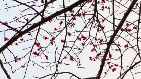 Ramas-De-Un-árbol-De-Flores-Shimul-De-Algodón-De-Seda-Roja-En-Bengalí