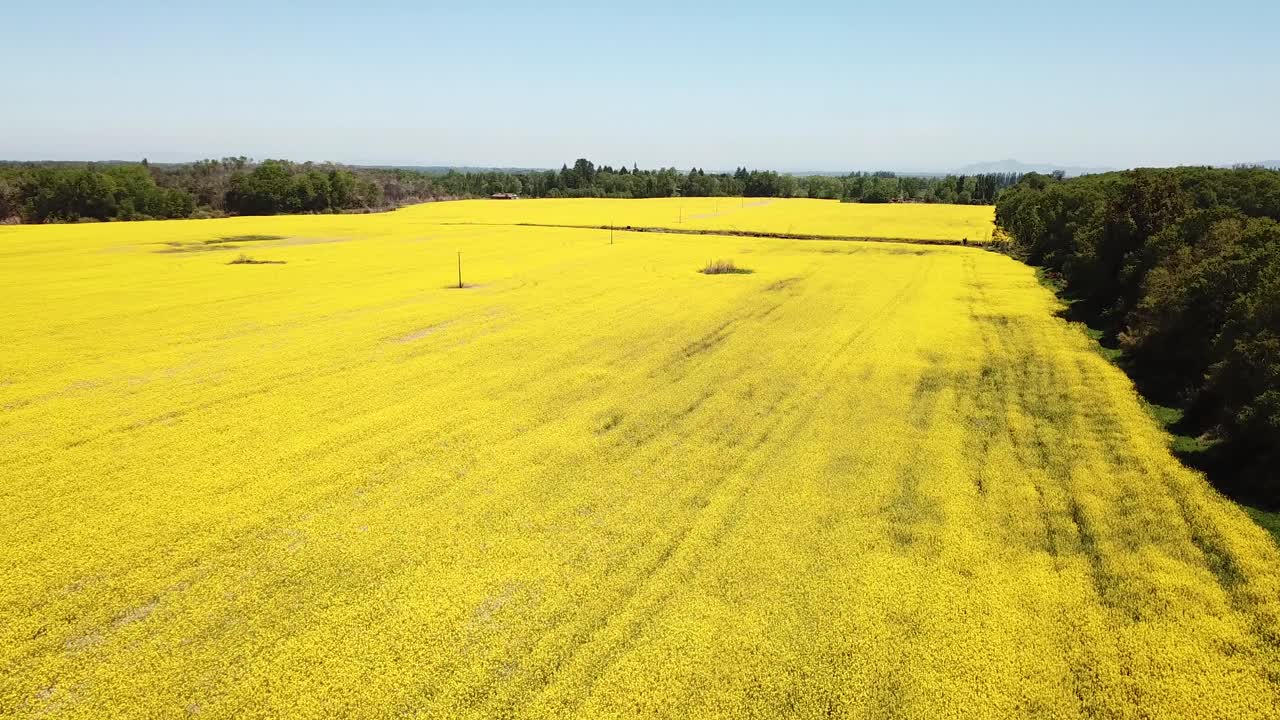 Yellow Canola Oil Agriculture Field, Countryside of Chile. Drone Aerial View of Plantation Under Clear Sky